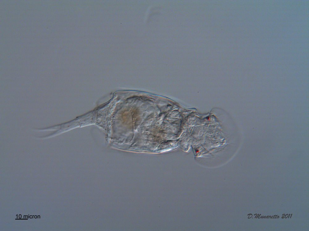 Squatinella Tridentata  - S. lamellaris